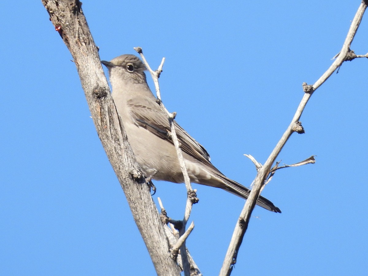 Townsend's Solitaire - ML646668366