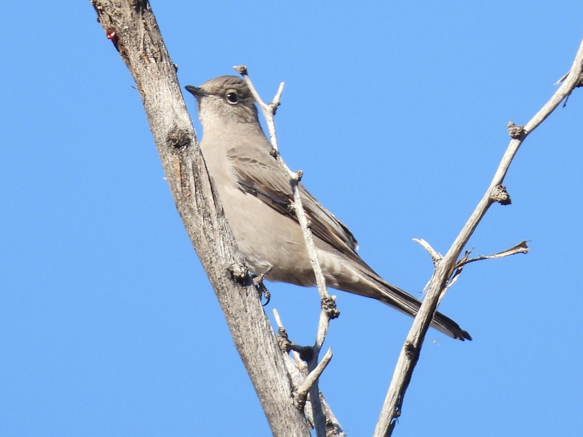 Townsend's Solitaire - ML646668367