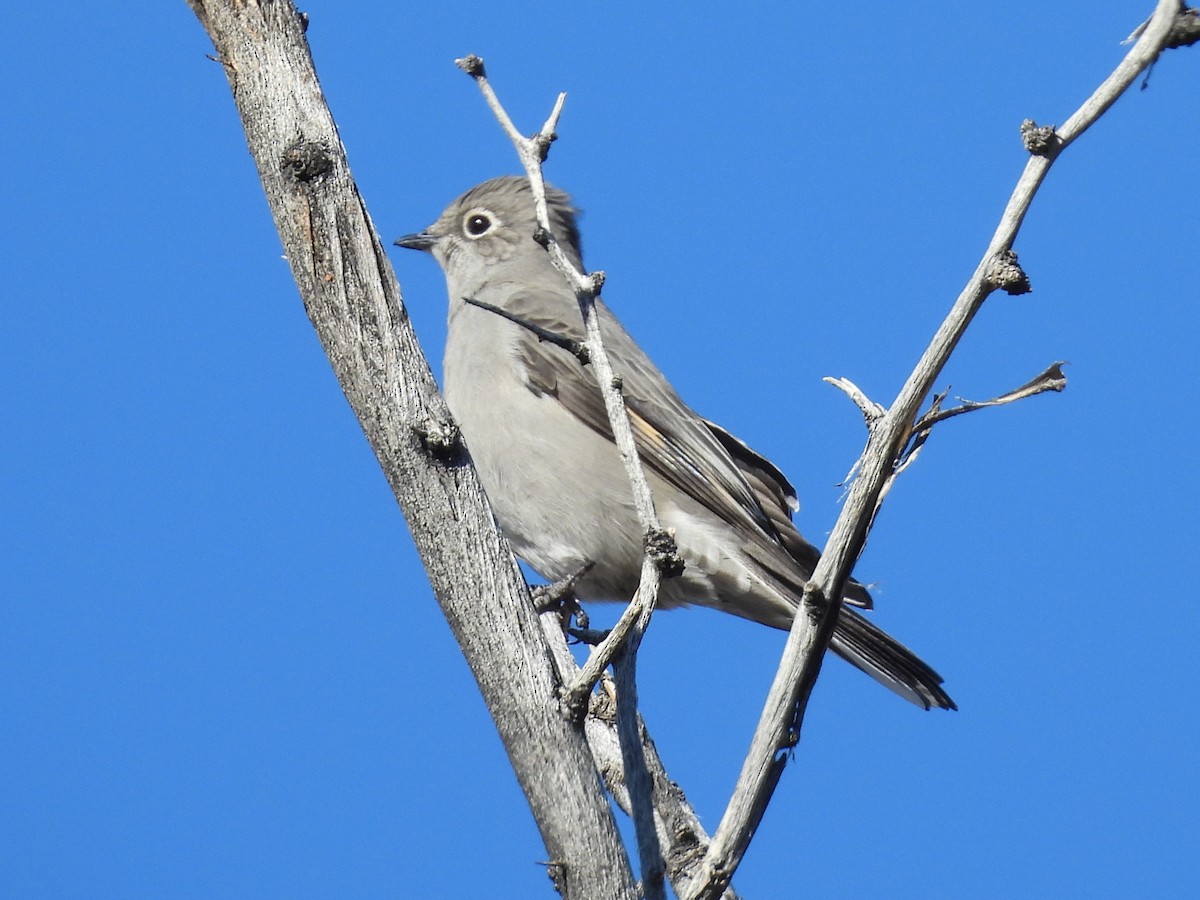 Townsend's Solitaire - ML646668368