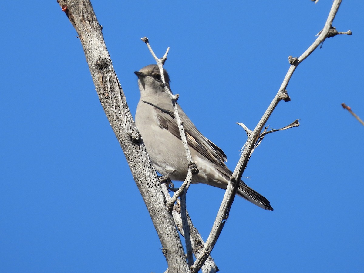 Townsend's Solitaire - ML646668369