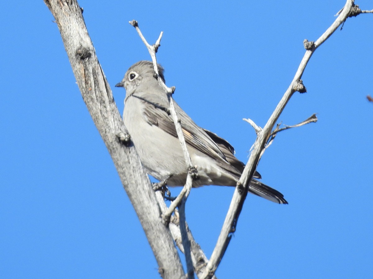 Townsend's Solitaire - ML646668370