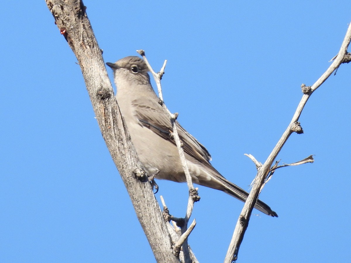 Townsend's Solitaire - ML646668371