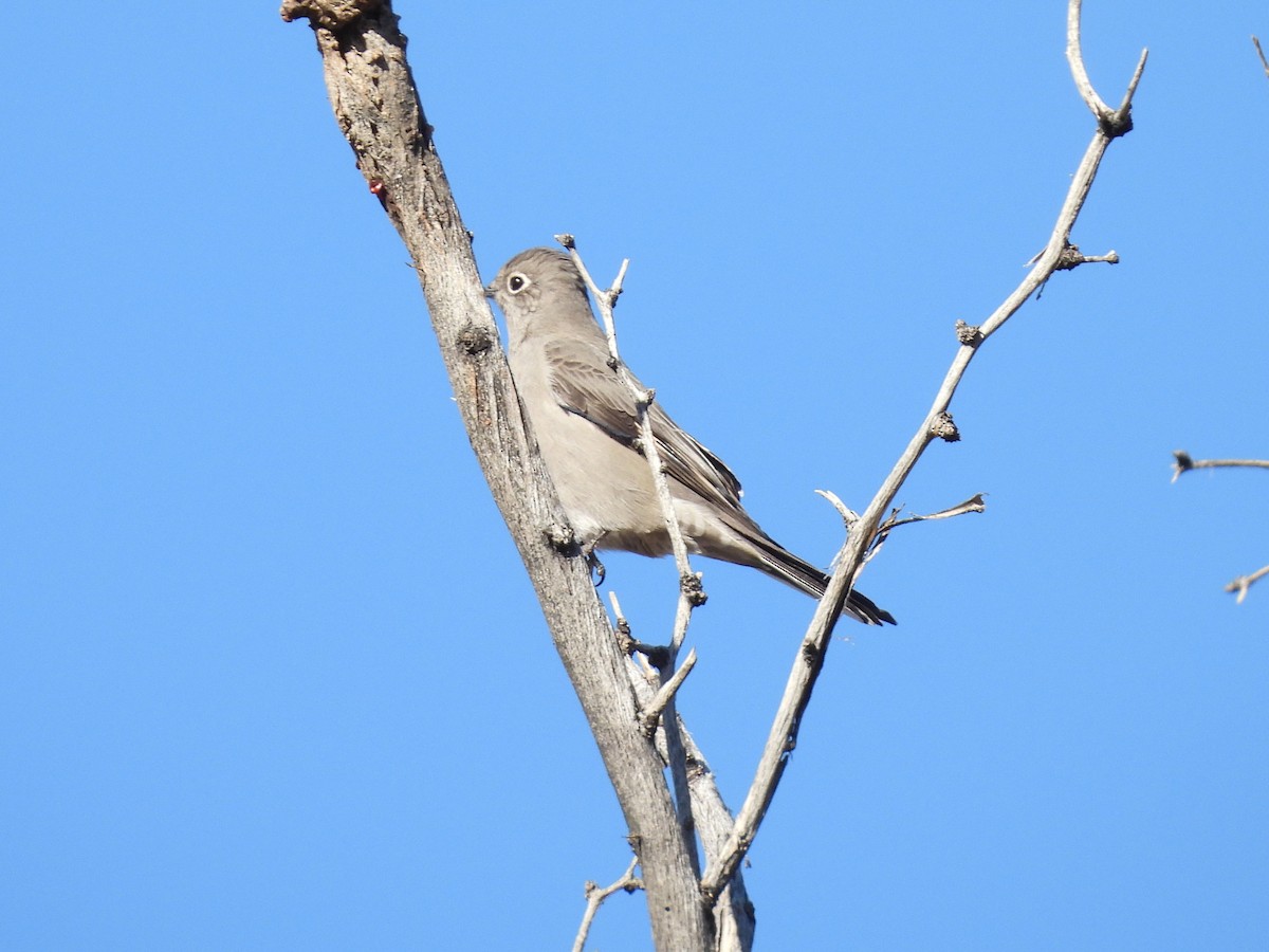 Townsend's Solitaire - ML646668372