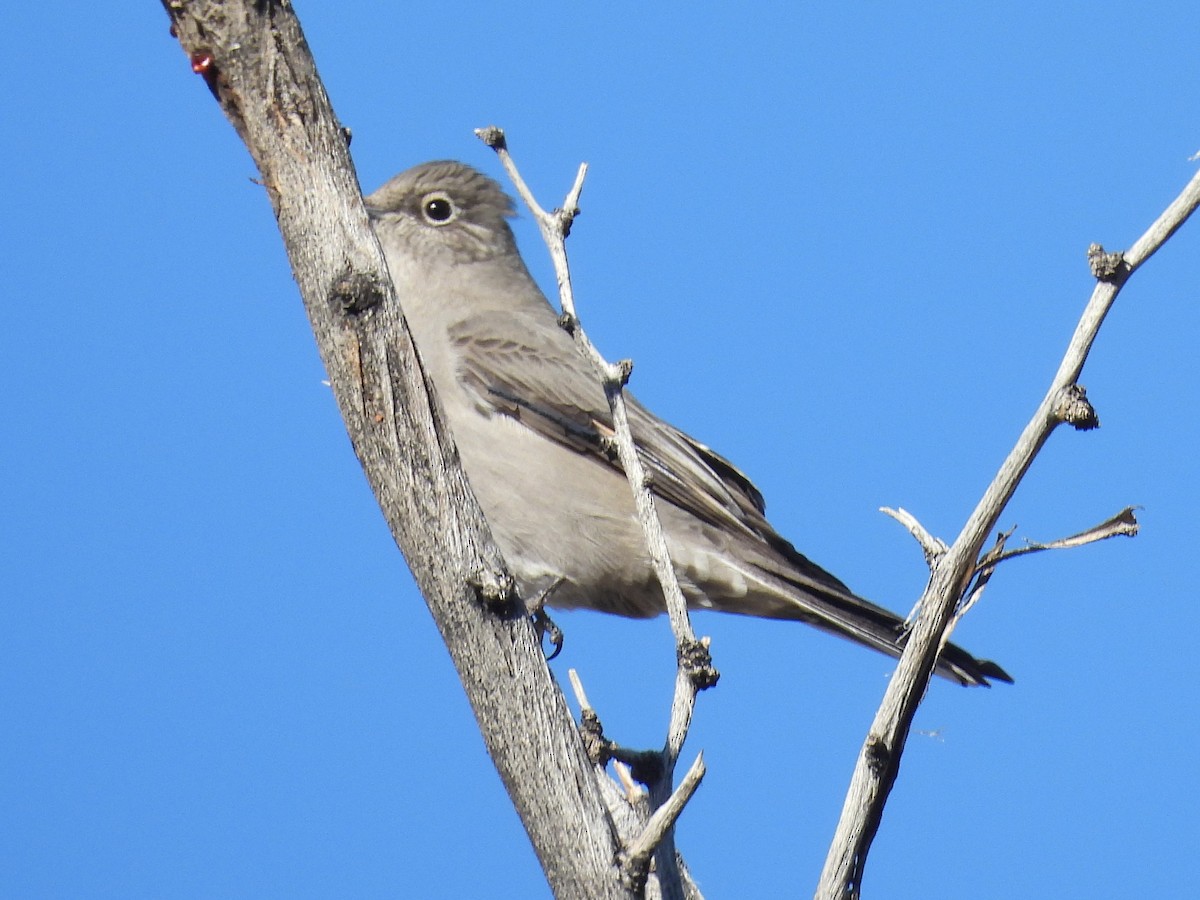 Townsend's Solitaire - ML646668373