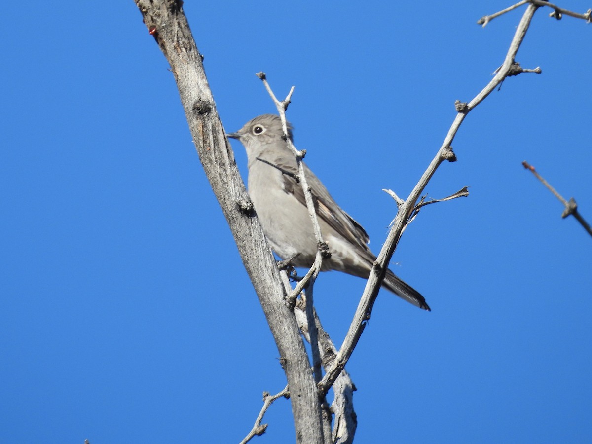 Townsend's Solitaire - ML646668374