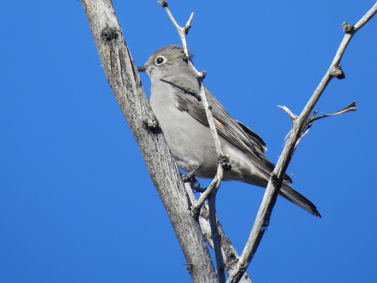 Townsend's Solitaire - ML646668375