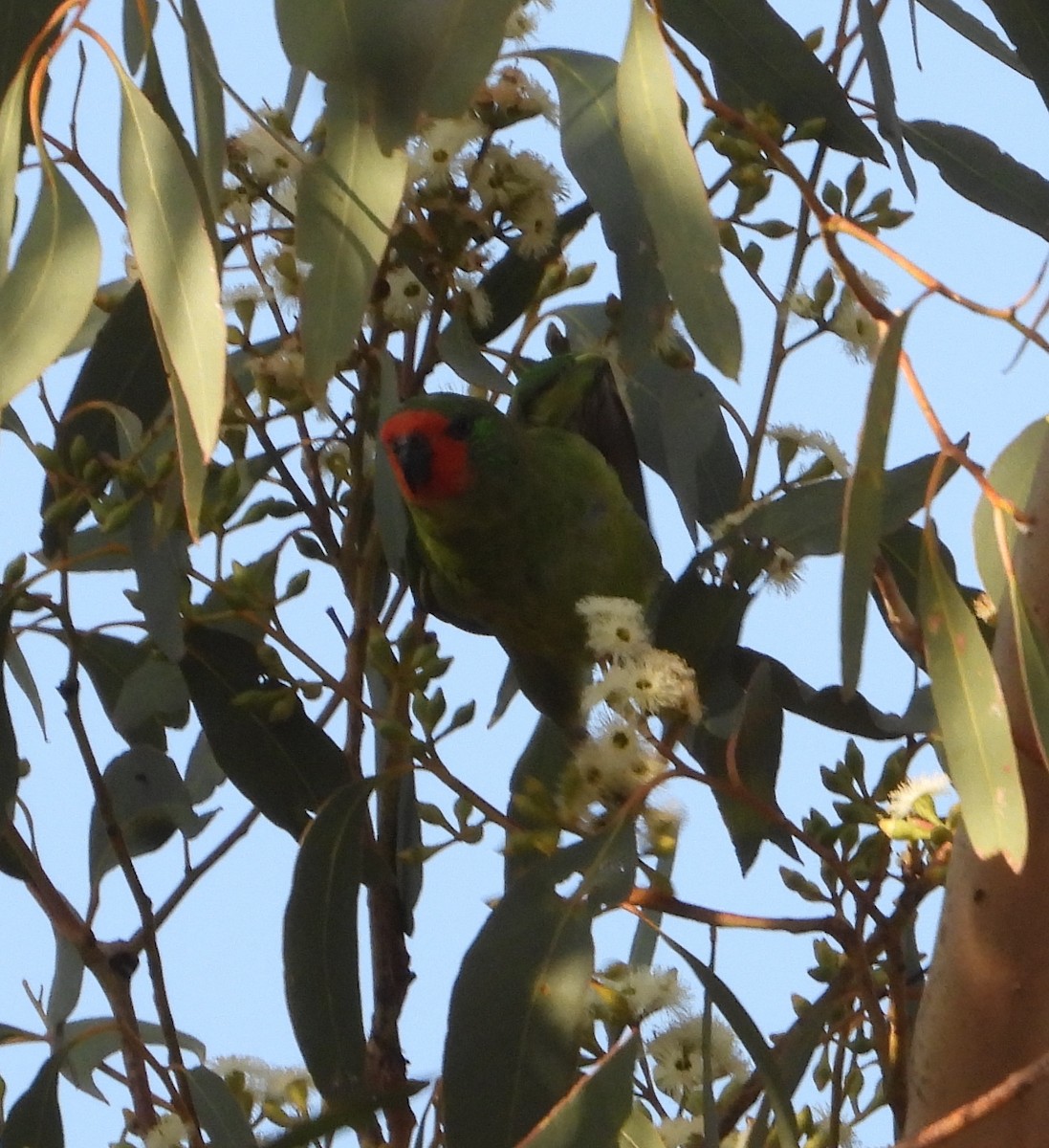 Little Lorikeet - ML646668376