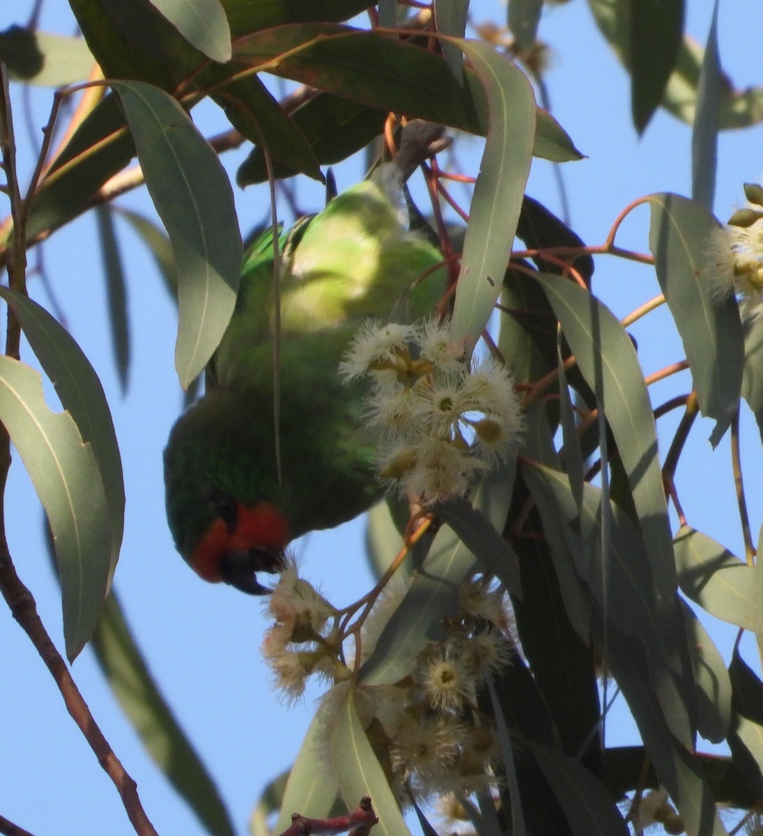 Little Lorikeet - ML646668377