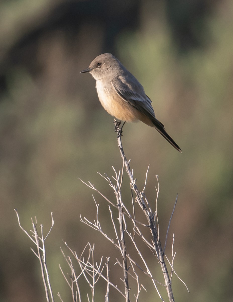 Say's Phoebe - ML646668378