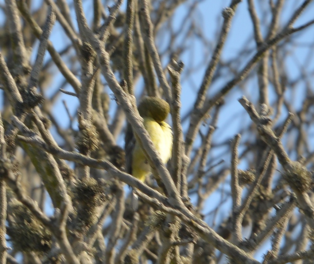 Lesser Goldfinch - ML646668379