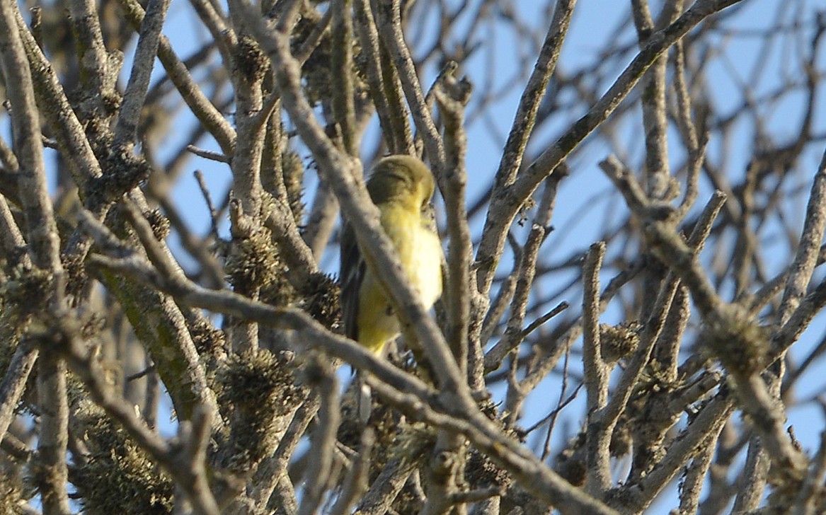 Lesser Goldfinch - ML646668380