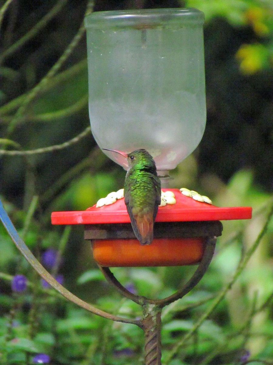 Rufous-tailed Hummingbird - ML646668381