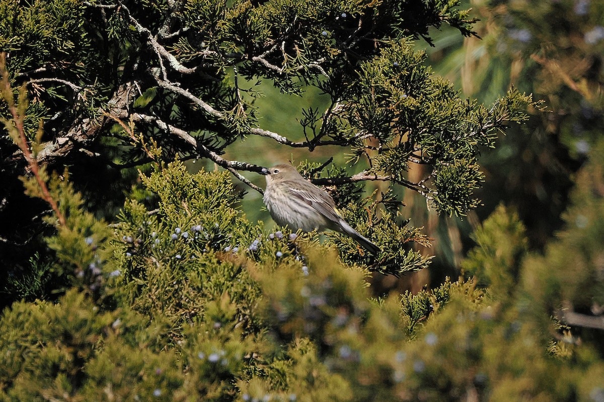 Yellow-rumped Warbler - ML646668382