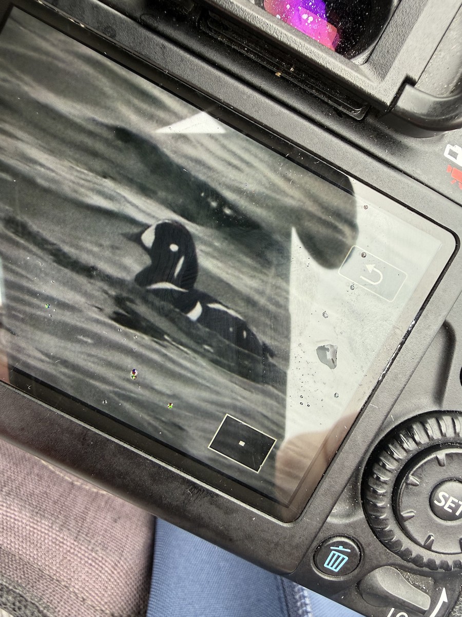 Harlequin Duck - ML646668384