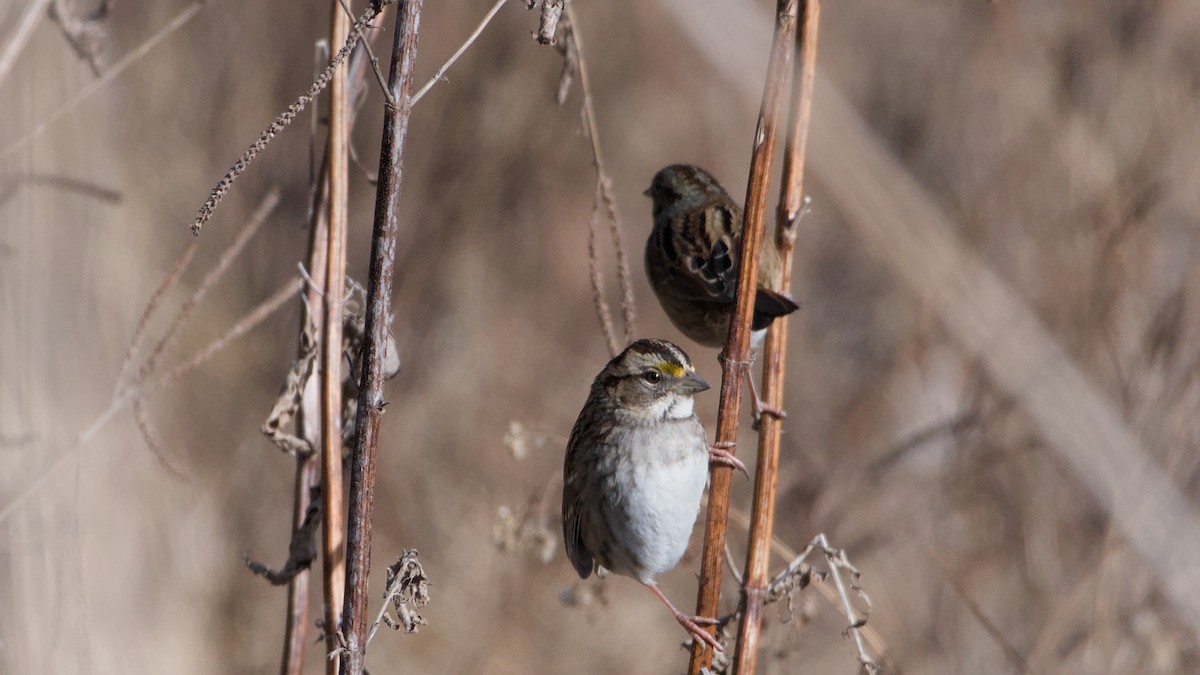 White-throated Sparrow - ML646668385