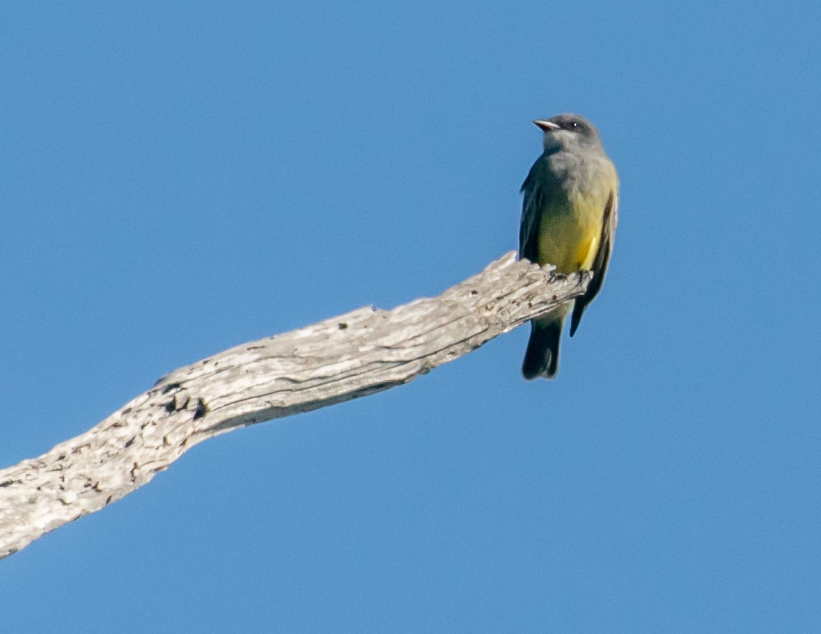 Cassin's Kingbird - ML646668386