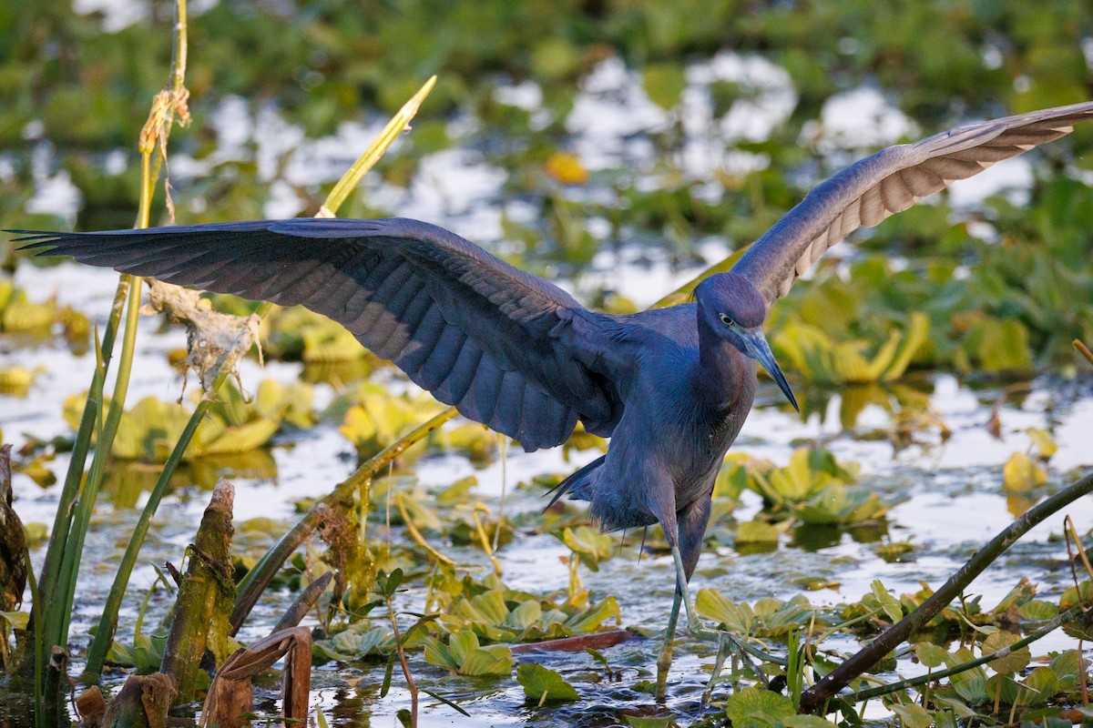 Little Blue Heron - ML646668387