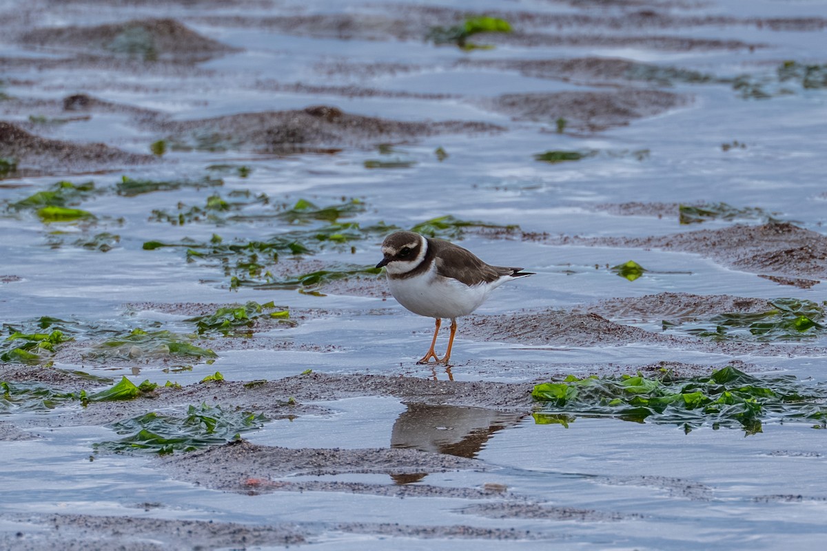 Common Ringed Plover - ML646668388
