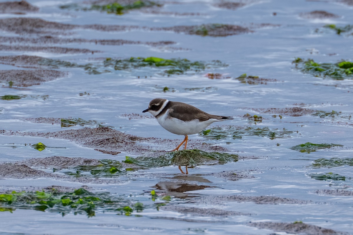 Common Ringed Plover - ML646668389