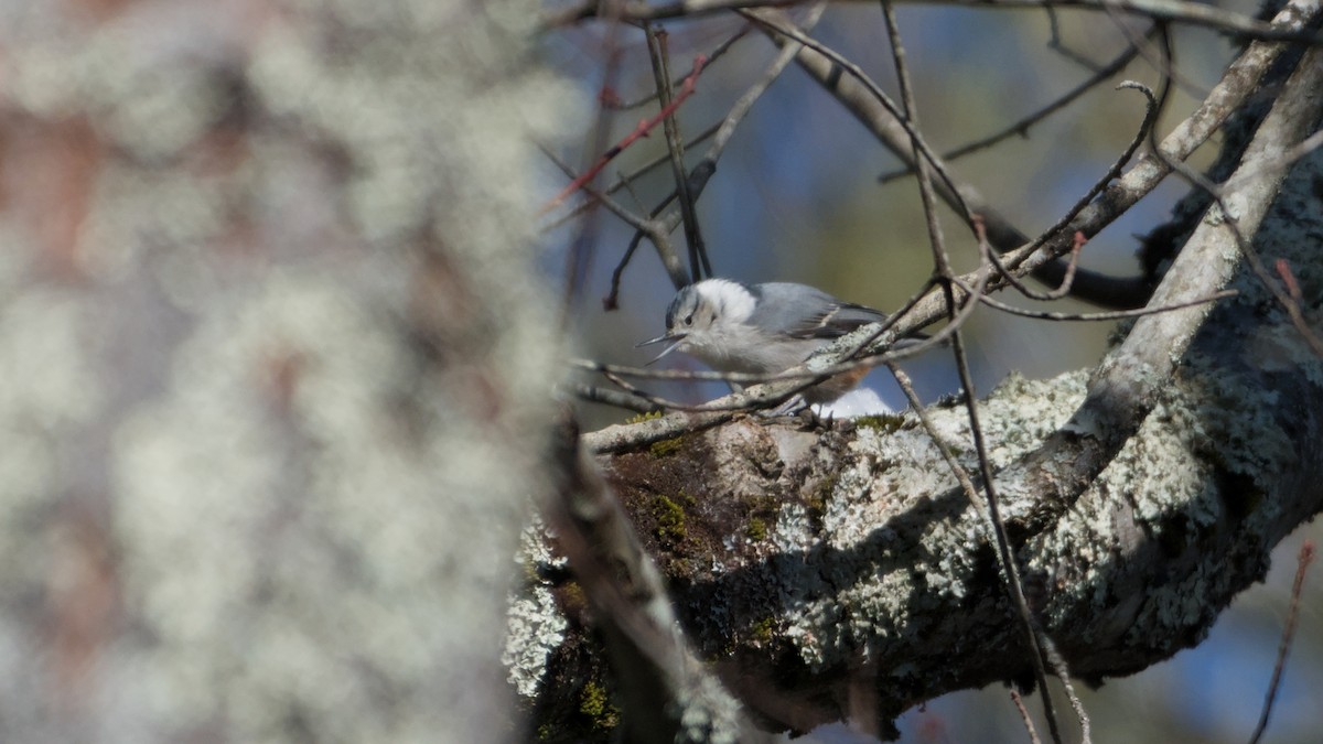 brhlík běloprsý - ML646668390