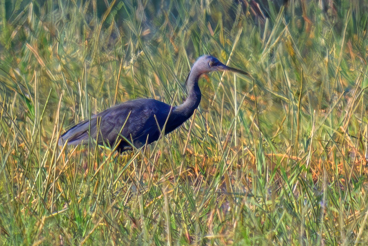 Slaty Egret - ML646668391
