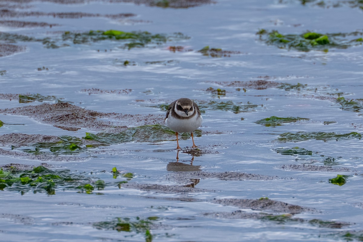 Common Ringed Plover - ML646668392