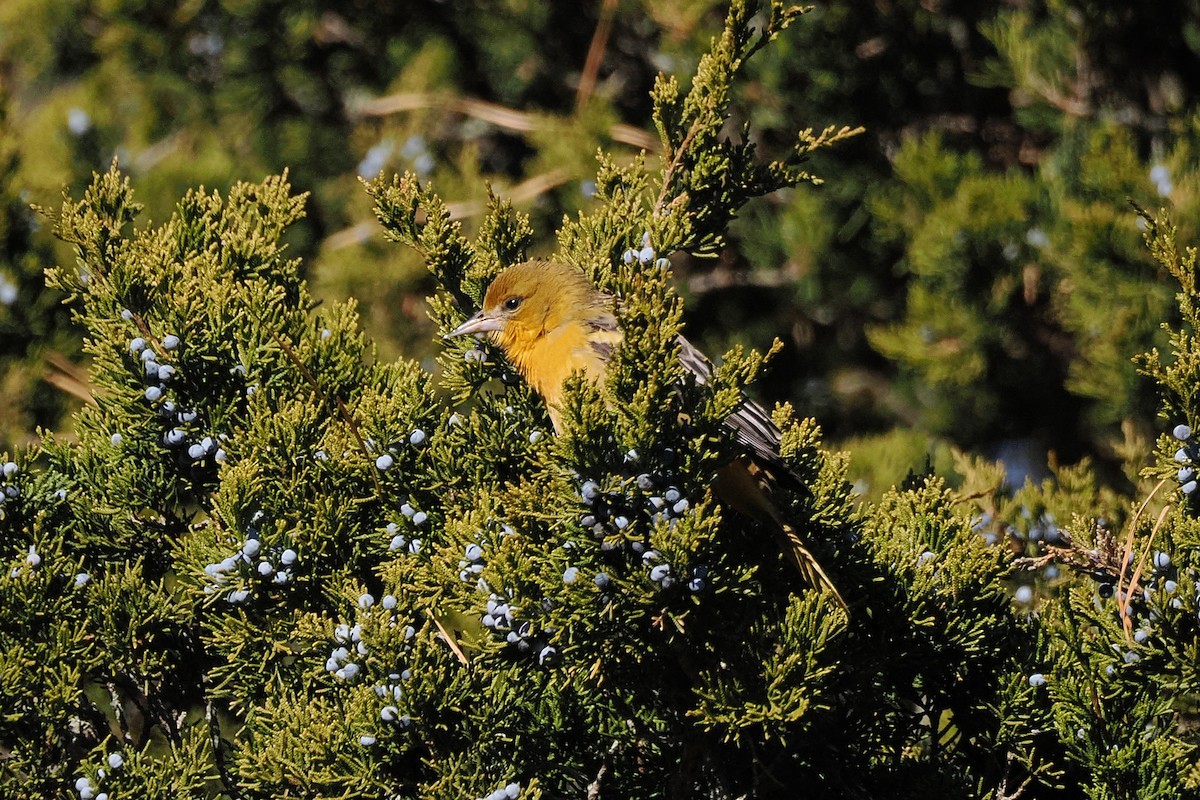 Baltimore Oriole - ML646668393