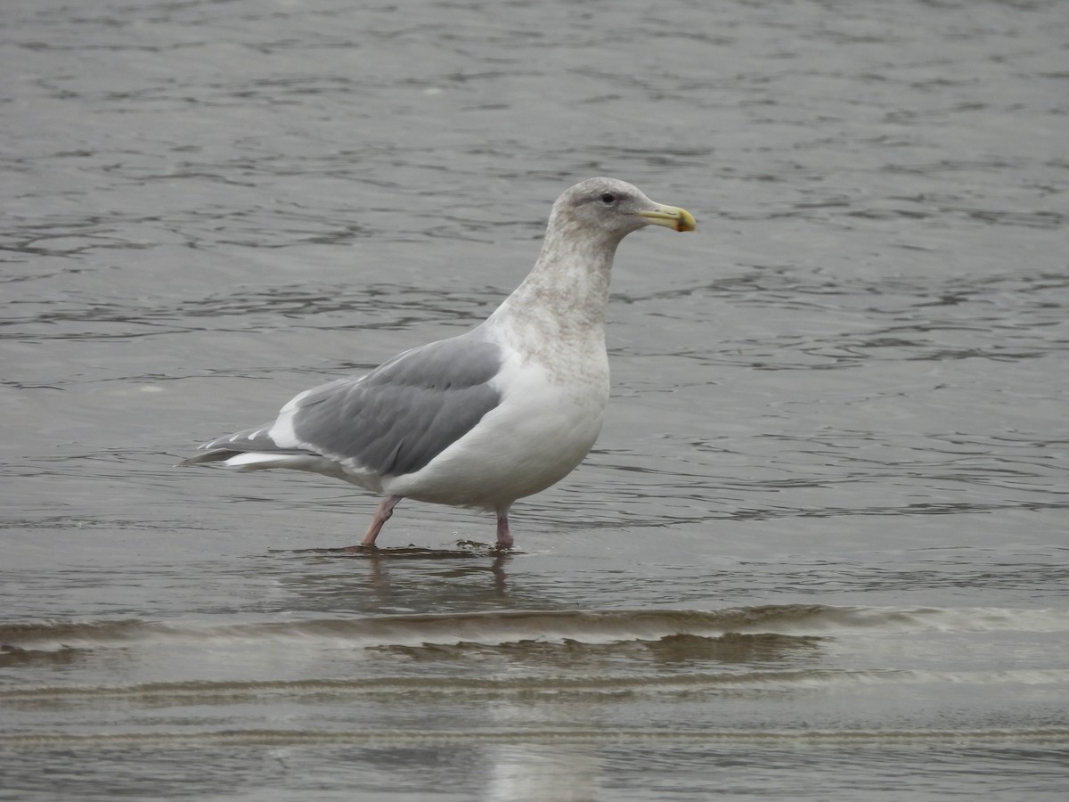 Western x Glaucous-winged Gull (hybrid) - ML646668395