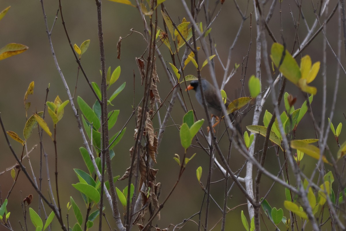 Gray-winged Inca-Finch - ML646668396