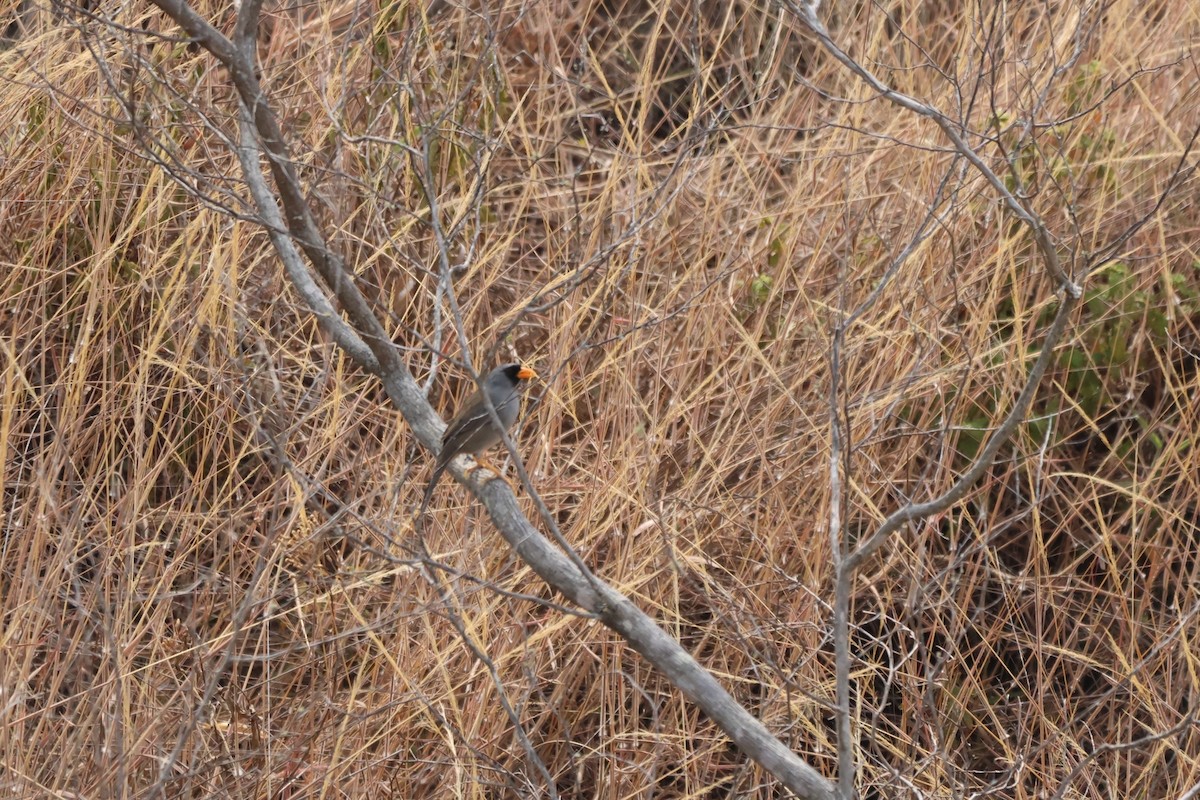 Gray-winged Inca-Finch - ML646668397