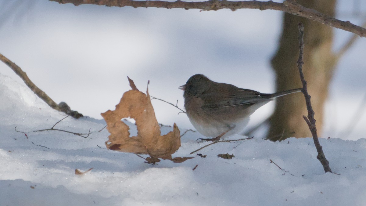 strnadec zimní - ML646668398