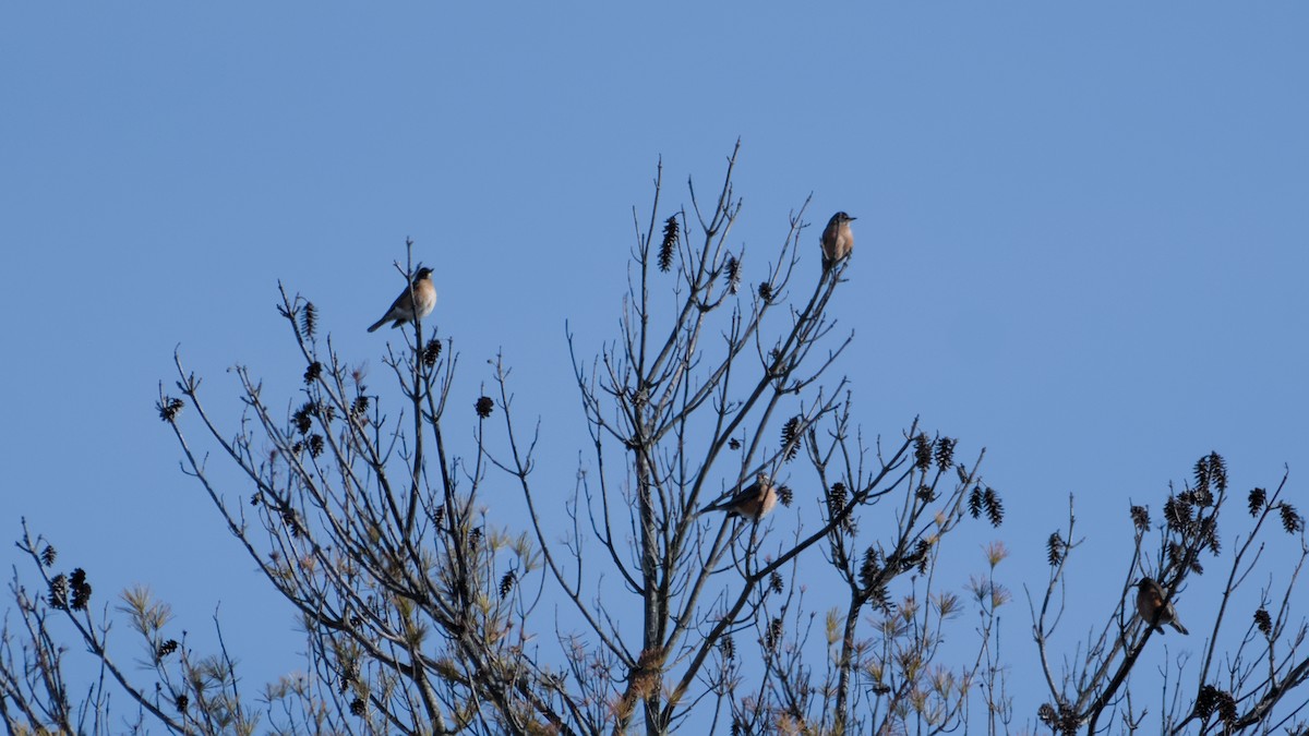 drozd stěhovavý - ML646668399