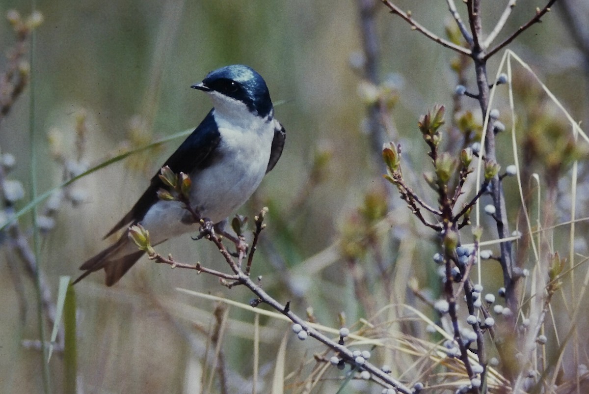 Tree Swallow - ML646668400