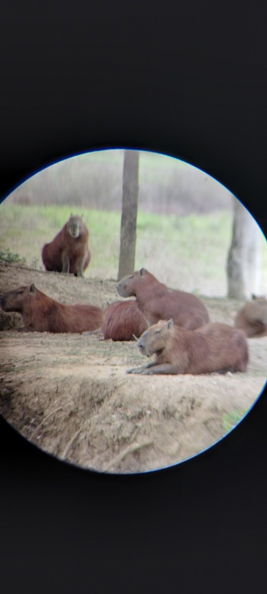 Animals - ML646668401