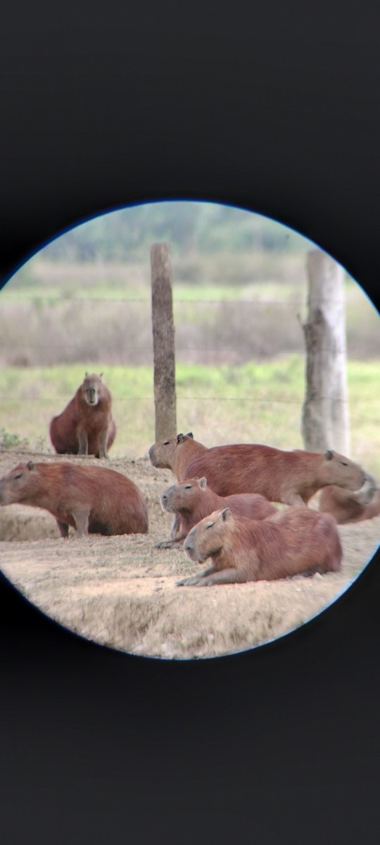 Animals - ML646668403