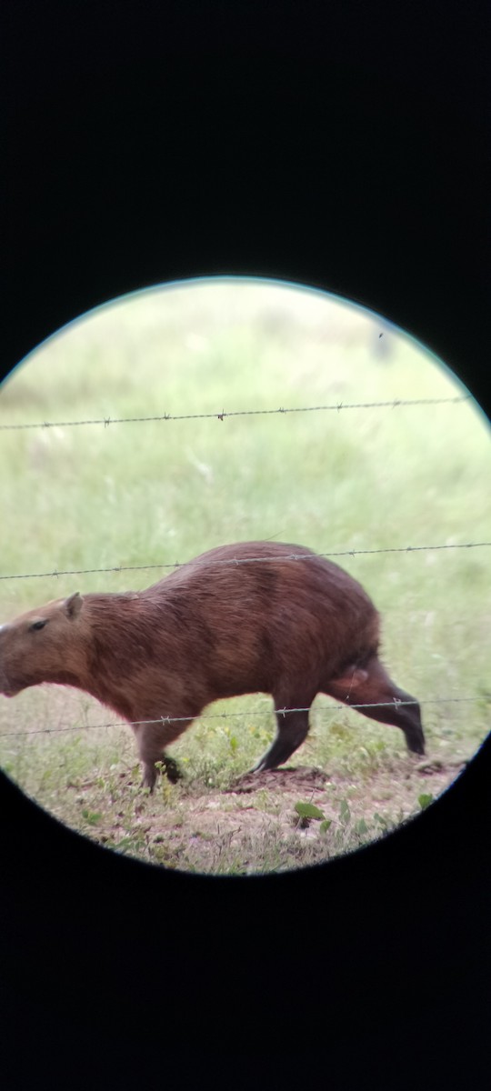 Animals - ML646668404