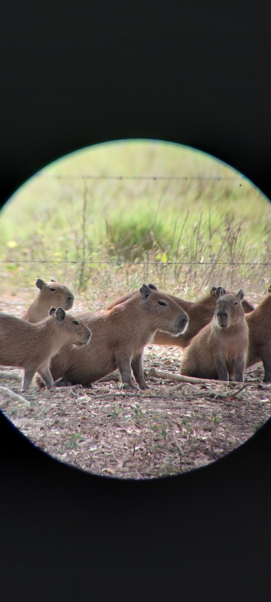 Animals - ML646668405