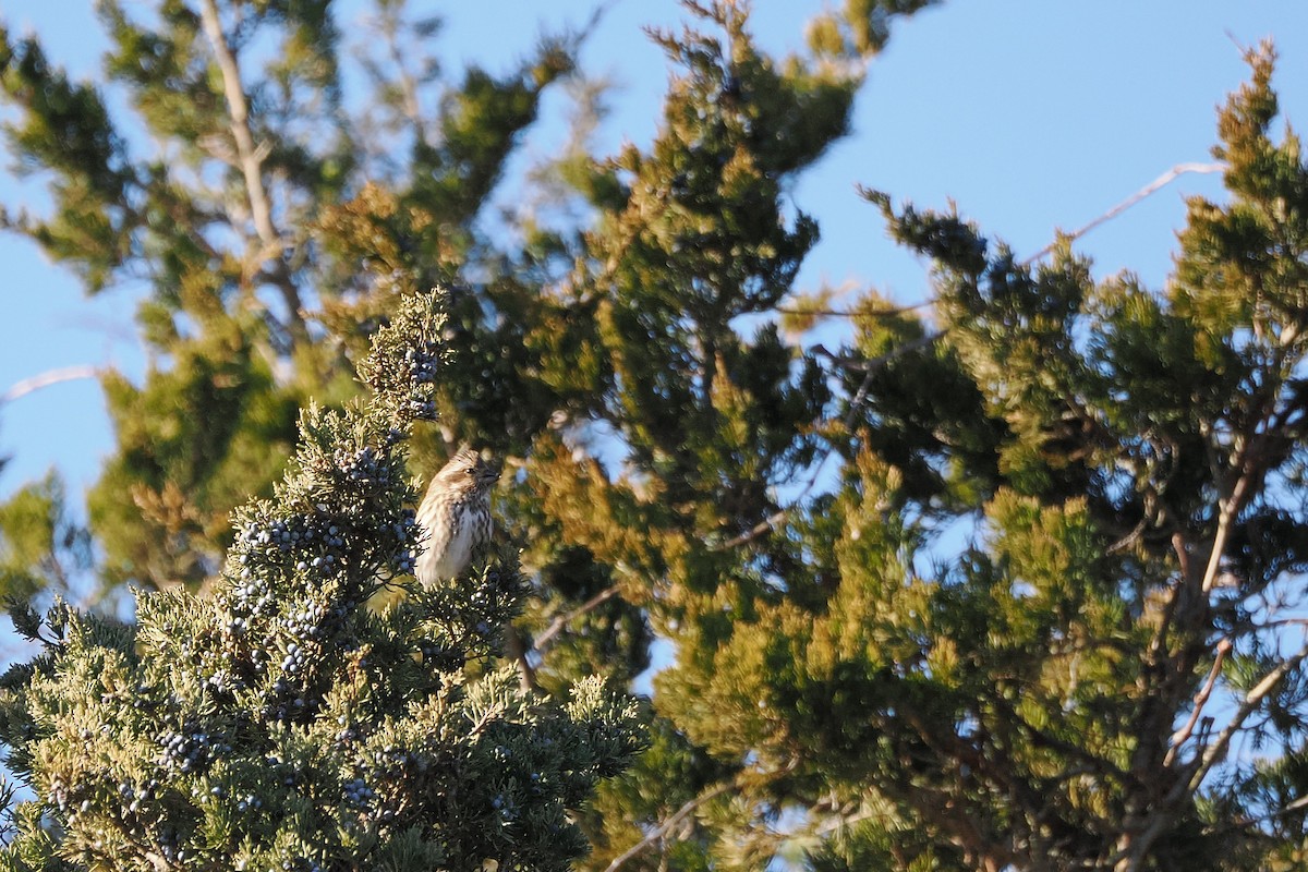 Purple Finch - ML646668406