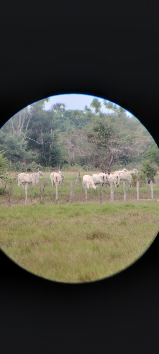 Animals - ML646668407