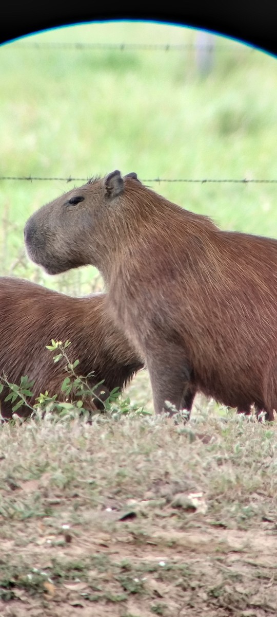 Animals - ML646668409