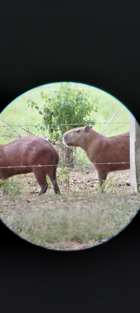 Animals - ML646668410