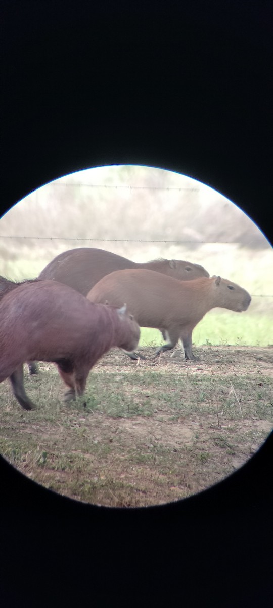 Animals - ML646668411