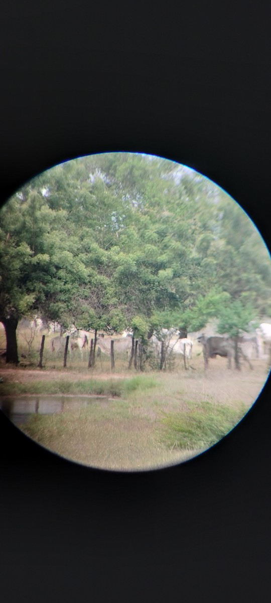 Animals - ML646668412