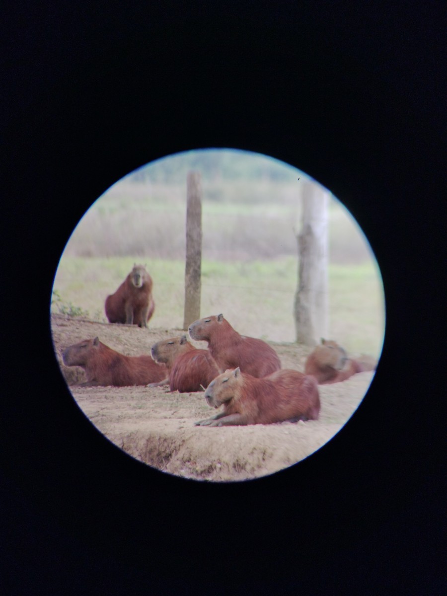 Animals - ML646668413