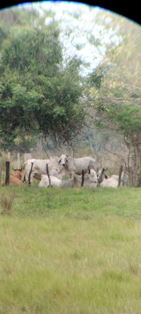 Animals - ML646668414