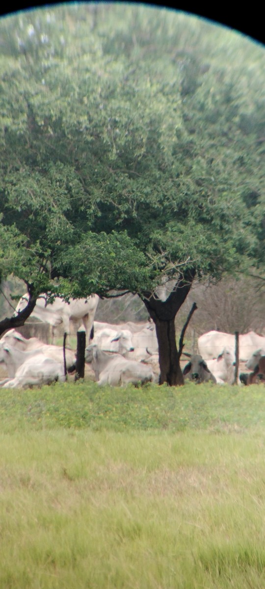 Animals - ML646668415