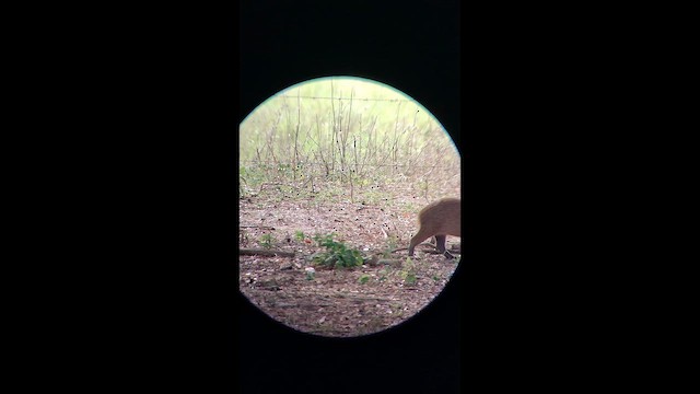 Animals - ML646668416