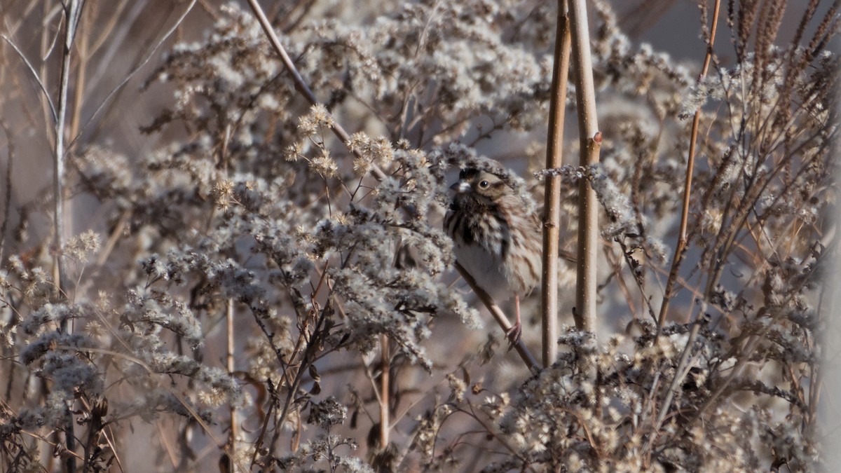 strnadec zpěvný - ML646668421