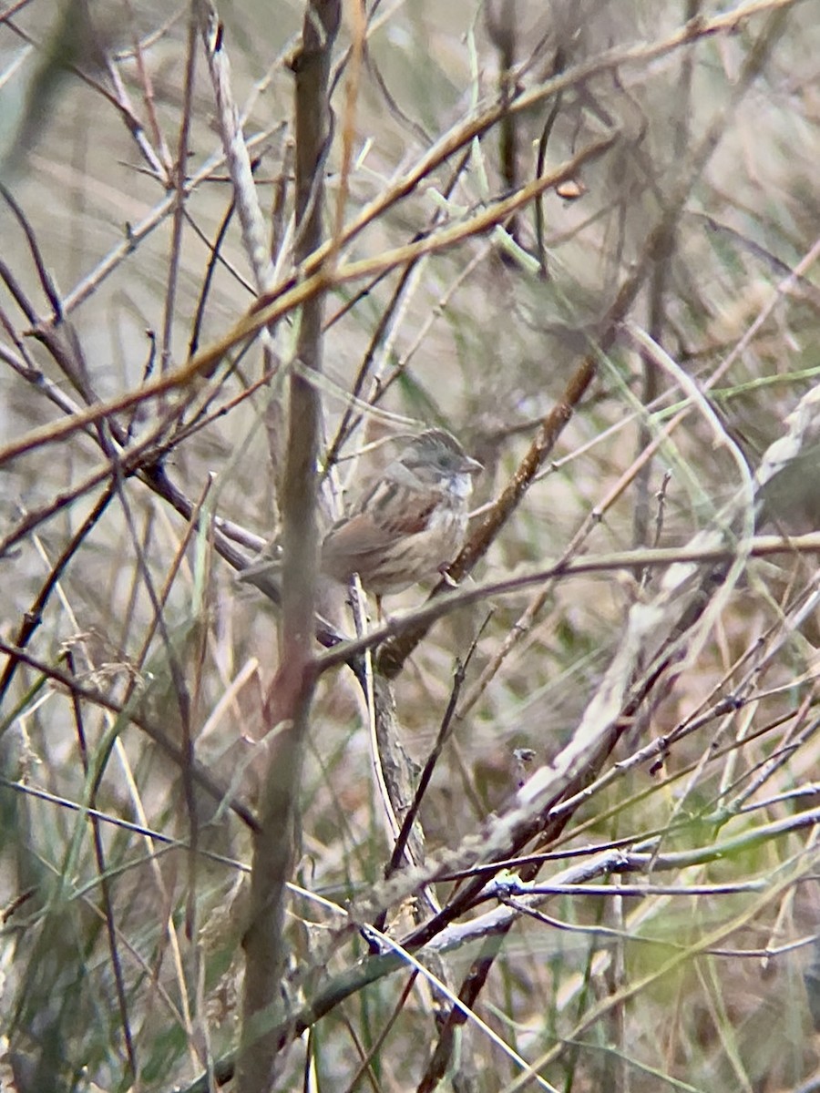 Bruant des marais - ML646668422