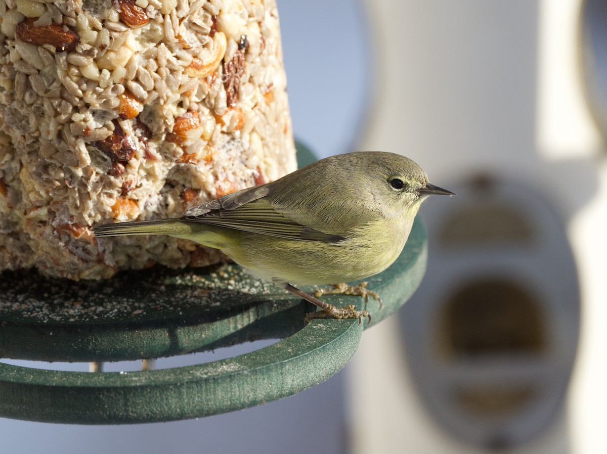 Turuncu Taçlı Ötleğen - ML646668425